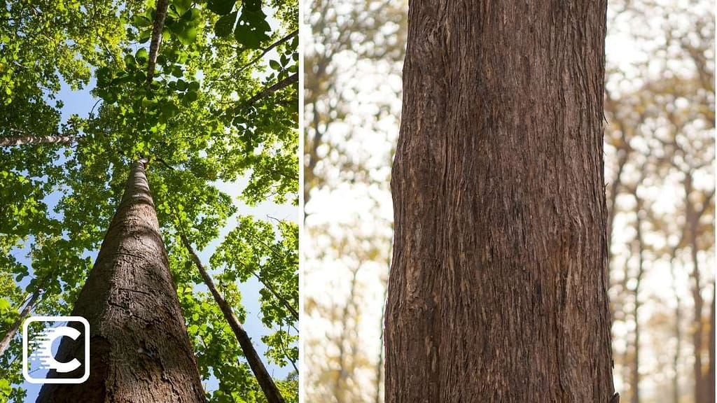 Kerala is home to the world's oldest teak trees