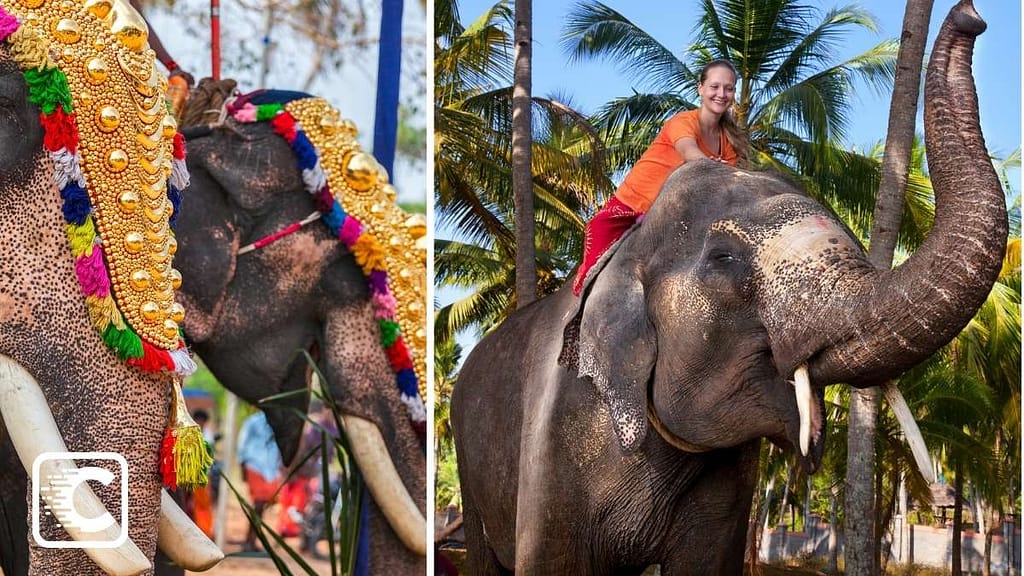 Kerala shares a special bond with its elephants