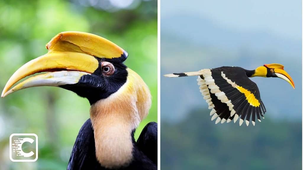 The state bird of Kerala is the great Indian hornbill