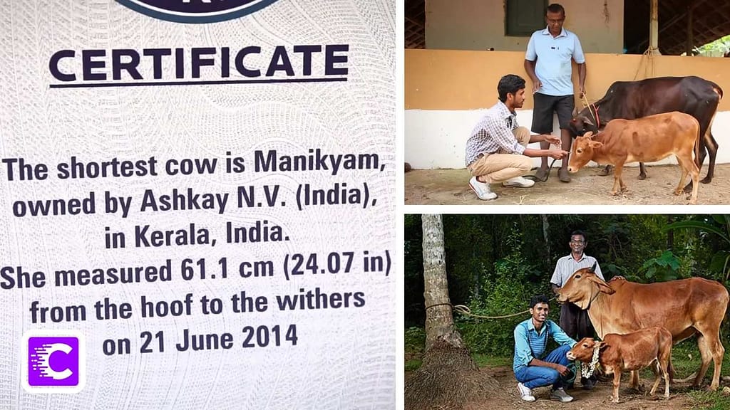 Manikyam Shortest Cow in the World