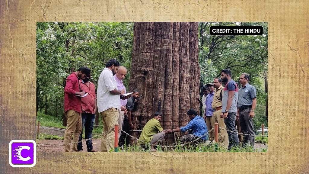 Oldest Living Teak Tree in the world