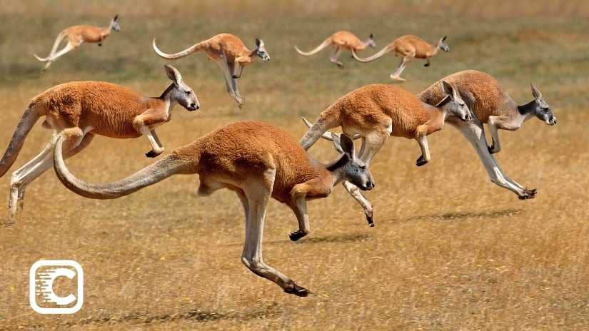 Most kangaroos are lefties
