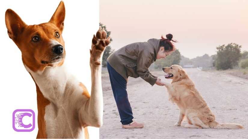 Paw Preference in dogs 1