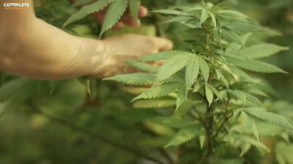 marijuana is legal in North Korea